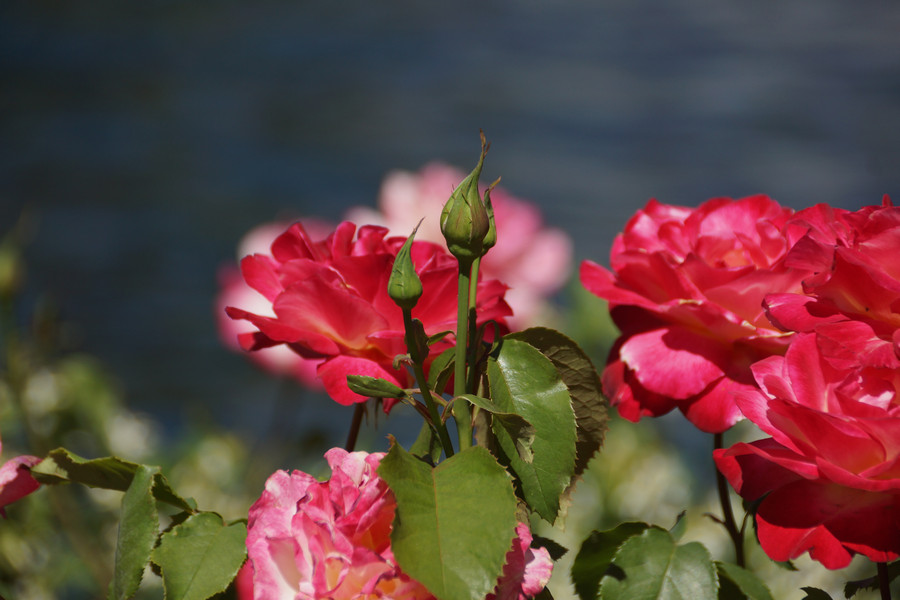 Plants here are several weeks ahead of those on Lucerne's shore.