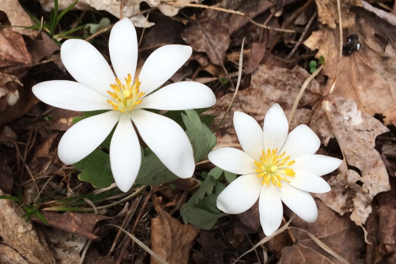 Spring was not just confined to the water. The forest floor also displayed ample evidence that Spring was alive and flourishing and, more importantly, that Winter was dead.