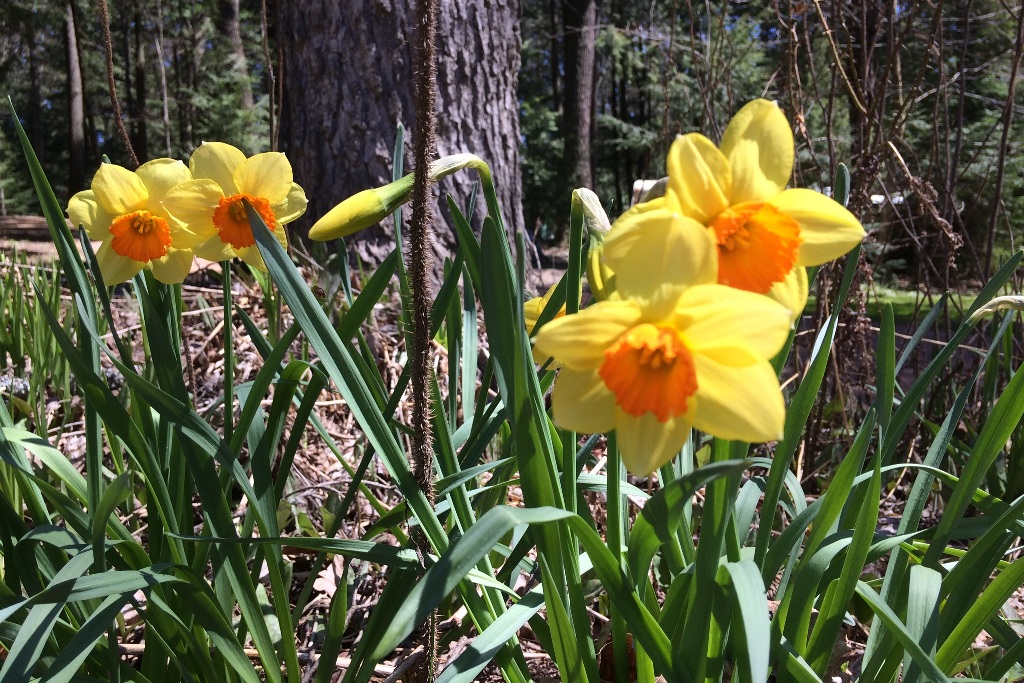 Not may leaves on the trees, but the forest floor is blooming up nicely.