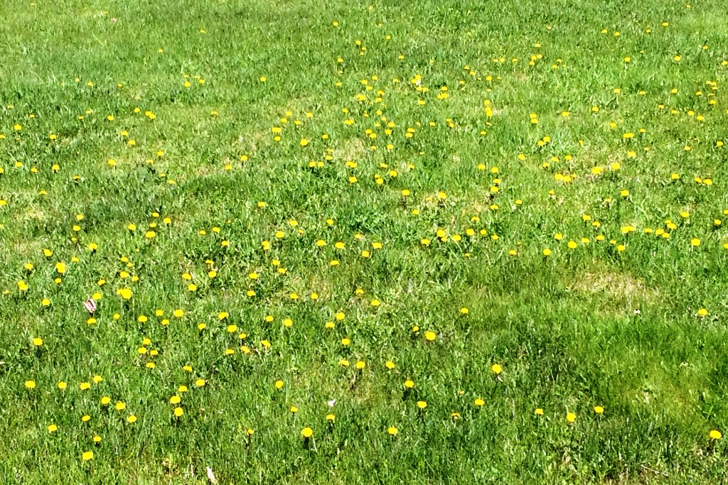 On the North end of the lake, these are not called dandelions. They're called wishing flowers. Our wish is that they don't spread to the bar's lawn.