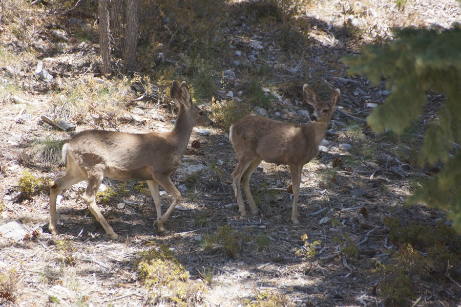 On the way up, we met some mule deer. These floppy eared types can dent a bumper just as well a whitetail.