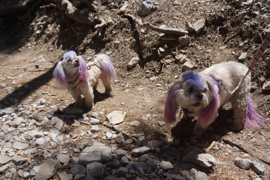 Not sure what these guys are. It was noted that Area 51 was not that far away.