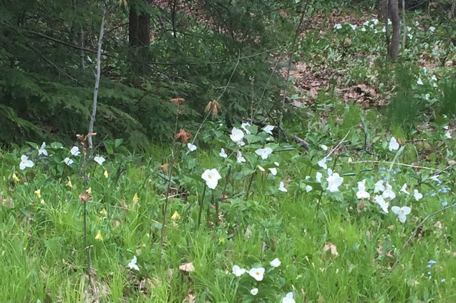 The trillium are at peak trill. The forest floor should be coated with them for another week or so.