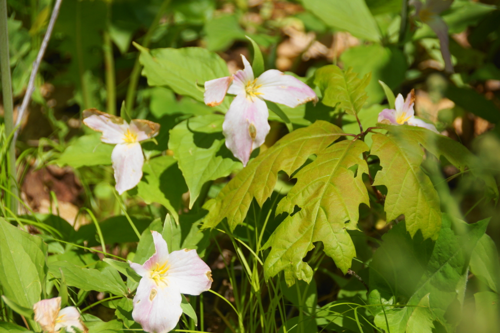 Peak trillium season is just 51 weeks away!
