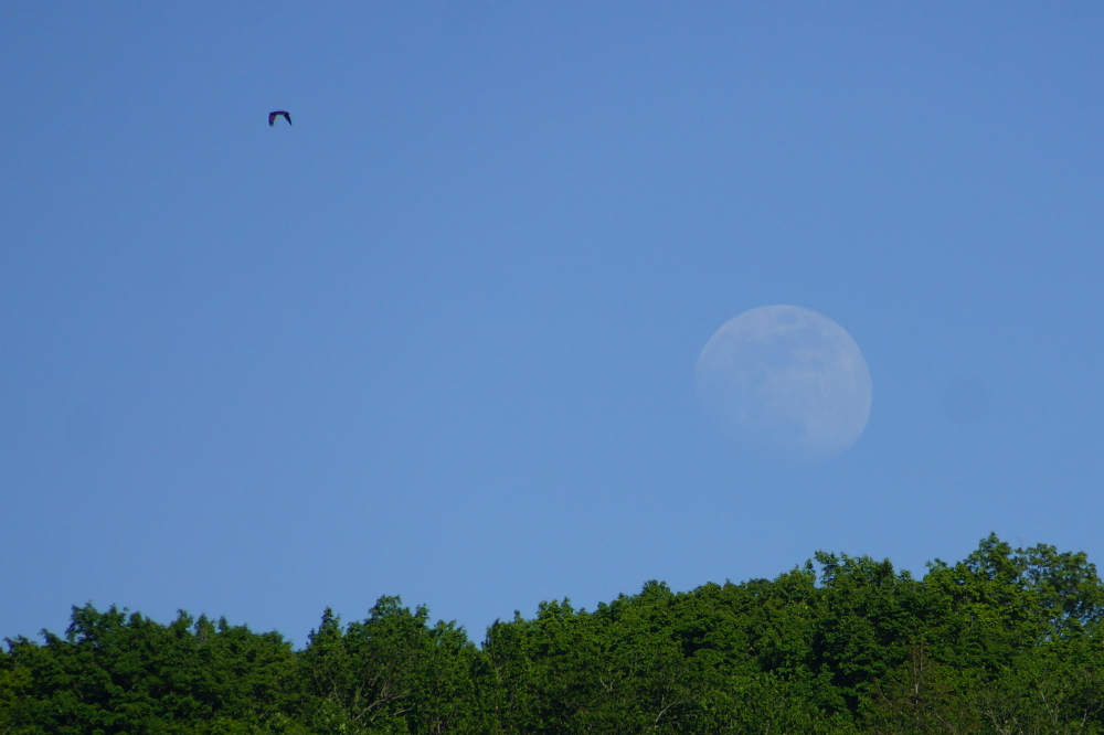 The cold hearted orb that rules the night got fuller as the week progressed. It culminated in the full "Strawberry Moon" on Friday.