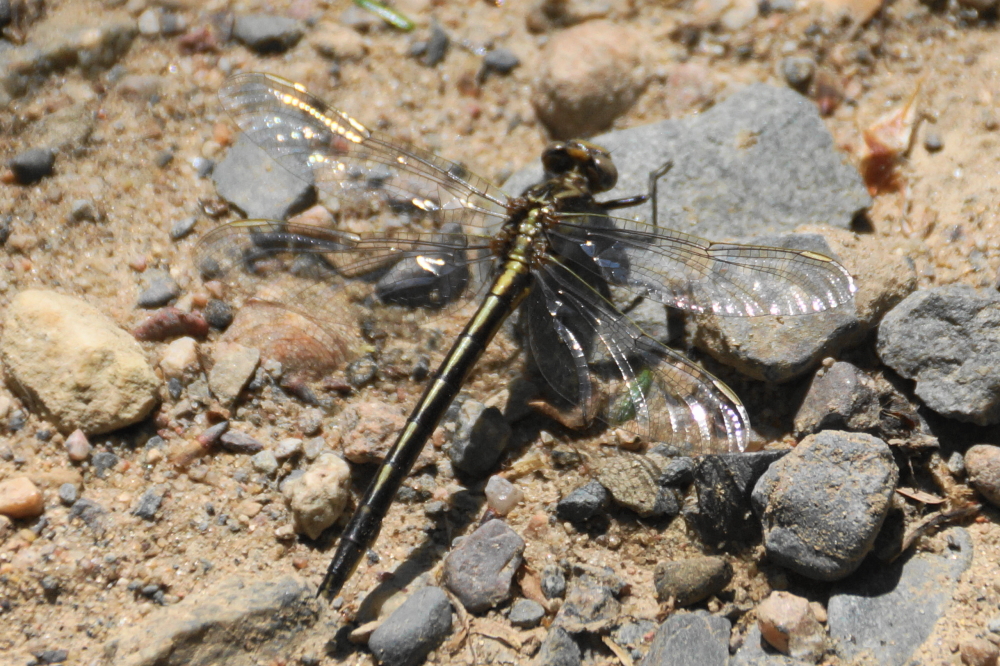 The dragon flies are finally here! They are known to eat mosquitoes. There has been an enormous feast of mosquitoes feasting on us all week. Go dragon flies!