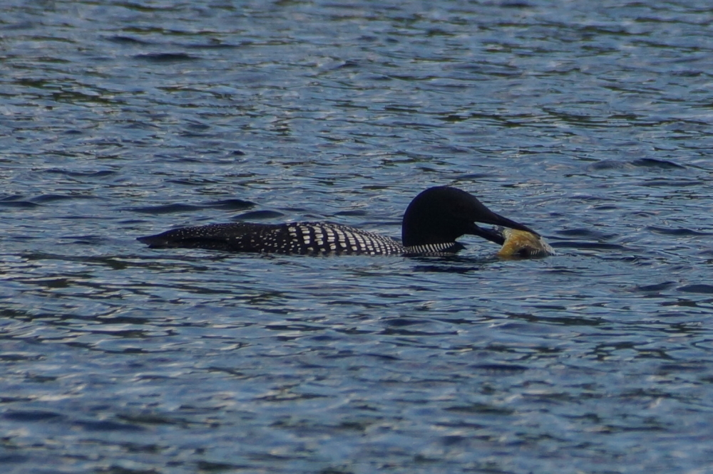 The fishing on the North end of the lake was good, the swallowing took some time though.