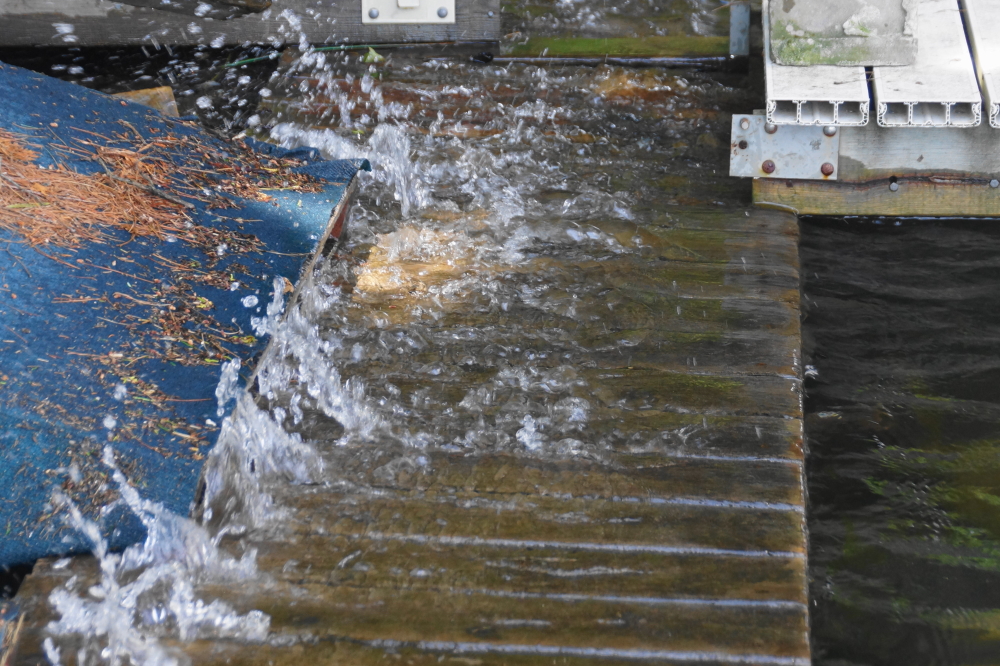 The lake is still going up. Many docks have been classified as a "Wet Sneaker Zone" when boat waves are added.