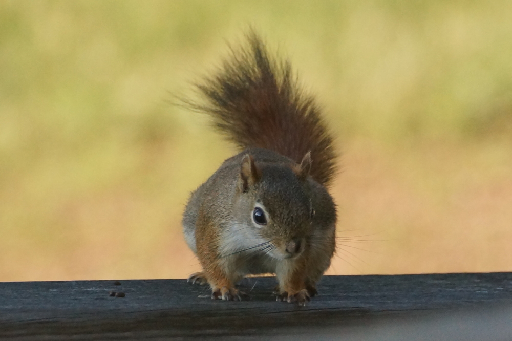 The bar's bird feeder ran out of seed earlier in the week. This caused major consternation among birds both feathered and furry. Black sunflower seeds and calm returned to the area shortly after.