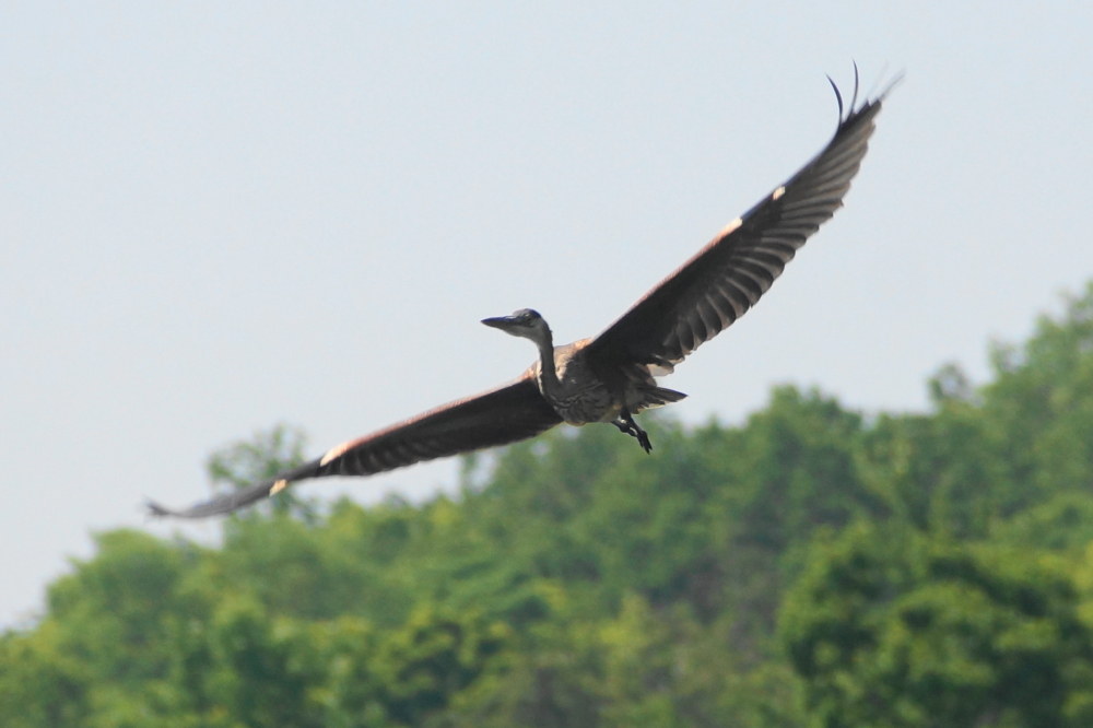 At first glance we thought it was an eagle. We were wrong.