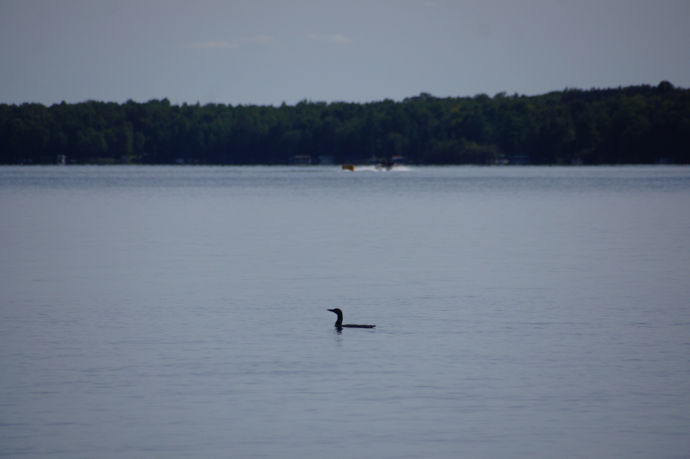 Last week, some have been fishing the North end of the lake pretty hard in an effort to fatten up before heading South.