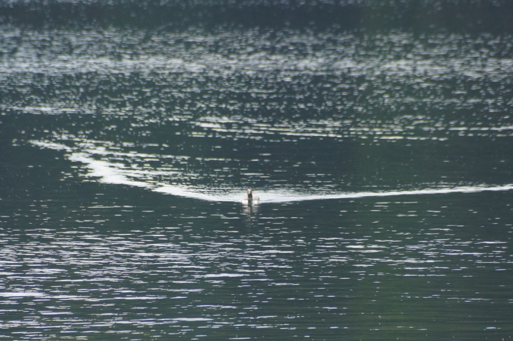 The water was extremely ski-able except for the occasional rollers made by the wakes of fishermen.