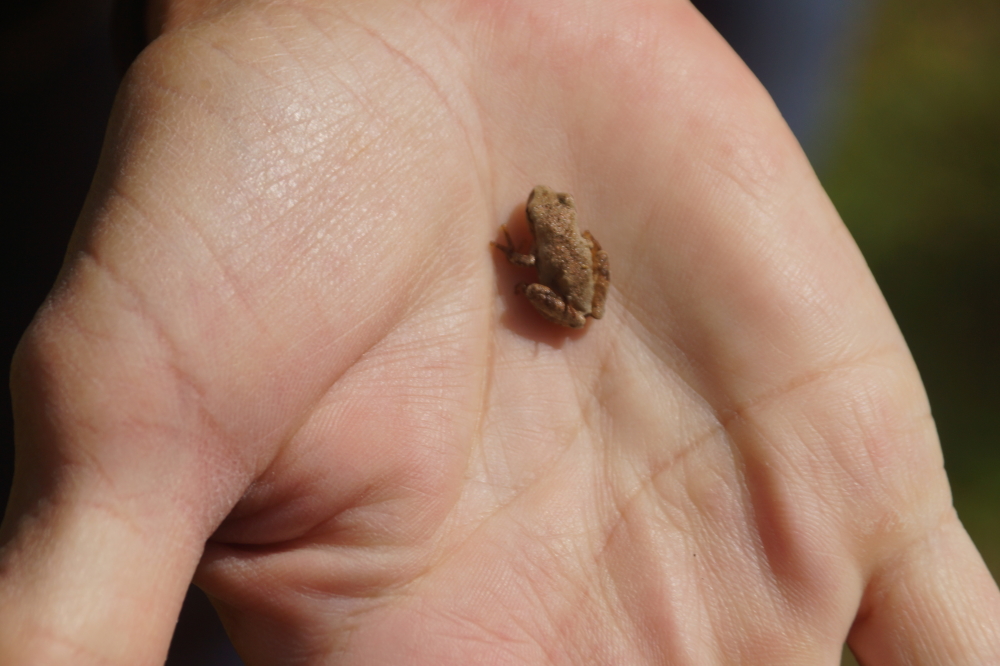 There were tiny toads, too.