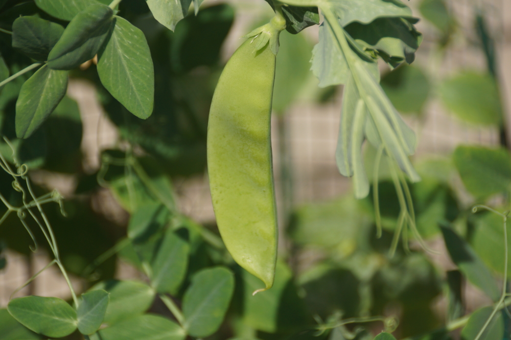 Before teeing off on 6, pints of pea pods have been harvested this July and August drowning out the occasional shame of the previous 5 holes in crunchy greenness. If the peas return next year, in addition to extra balls, sunscreen, and bug spray in your golf bag, it would be wise to include ranch dressing.