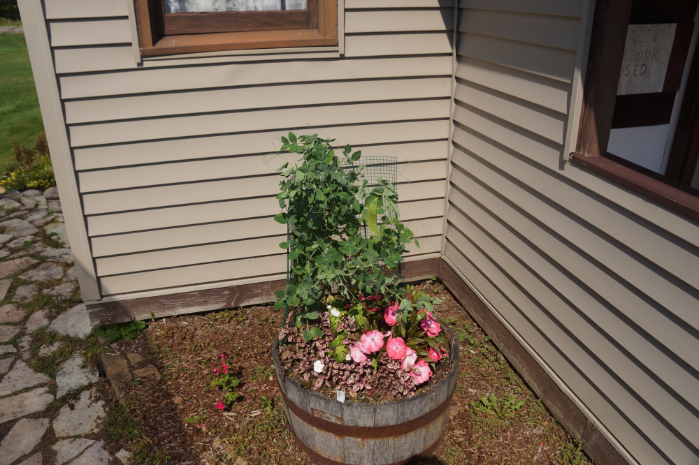 Of special note at the Nicolet Country Club is the planter adopted by Mrs Nemo on the 6th hole. The flowers are nice, but the pea pods are astounding.