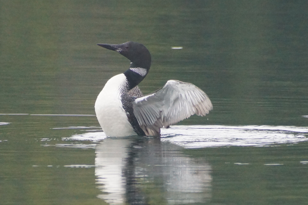 Fishing on the North end of the lake was interrupted only by stretching and making some weird sounds.