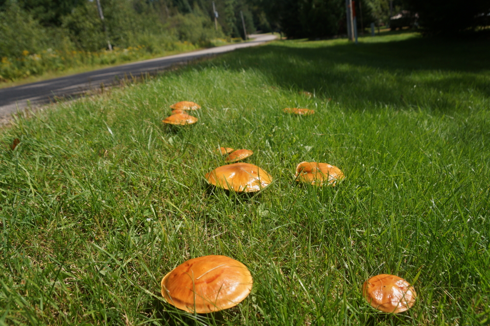 Many mushrooms are also in full mush.