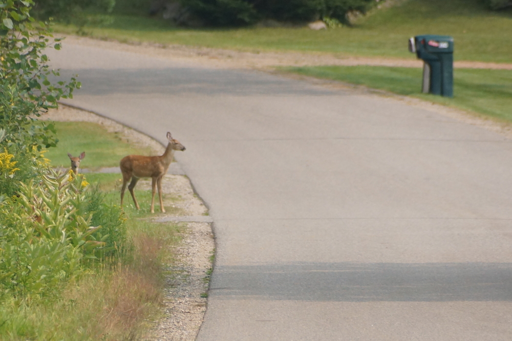 Overheard on the side of Potawatomi Trail;<br>Bambi, "So, you wait until the last second, then you jump out in front of it."<br>Thumper, "And you're sure I won't get hurt?"<br>Bambi, "Nah, you'll be fine. Plus the look on their faces is hilarious!"