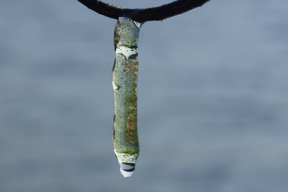The slimy, fish thingy that was attached to the lake thermometer rope fell off by the end of the week. 