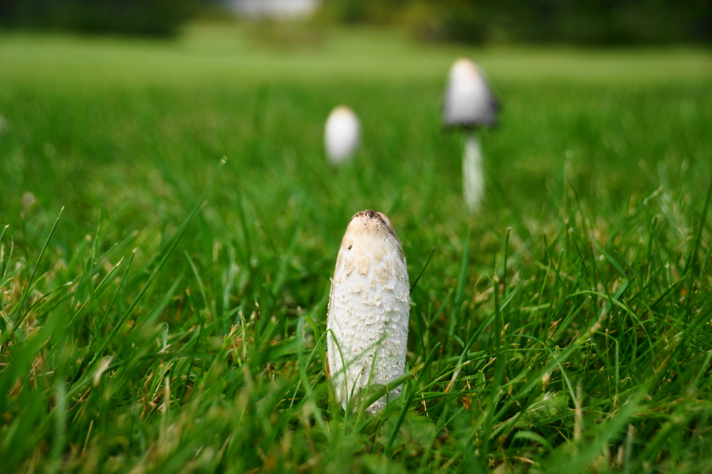 The inkcaps are popping! We've been told they're edible, but other foodstuffs are cheap and plentiful so there's been no reason to ever try one.