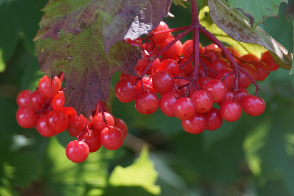 Other, less edible, things are ripening on the shore.