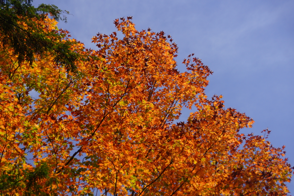 Some maples are ripening really early this year. Most are still greenish, but a few are almost at post peak.