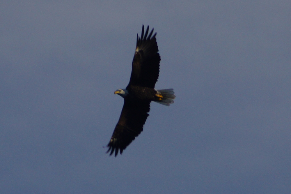 Above all the skiing, mushrooms, and wood gathering, an eagle hunted the North end of the lake all weekend.