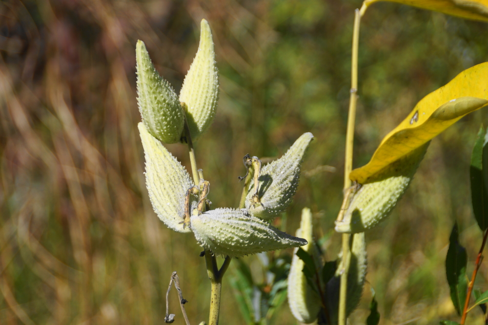 Autumn peaked last week. The milkweed pods along Keith Siding Road, just South and West of the lake, are more numerous than I can ever remember. They almost look edible but no (unless you enjoy a mouthful of bitter cotton).