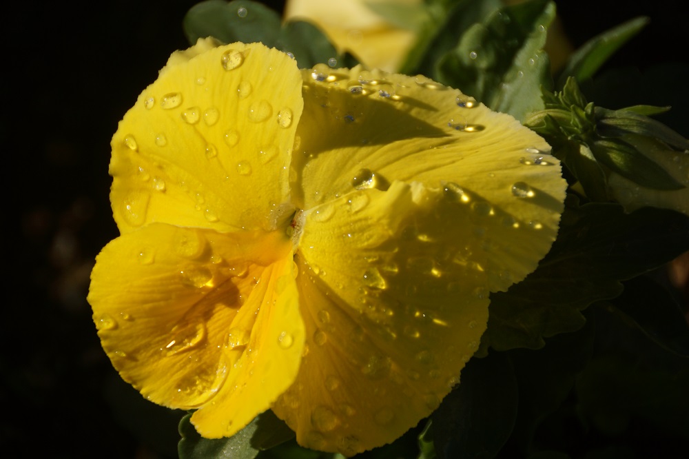 The only rain we've had here at the Fall Knottlane Board Meeting and Pool Party comes in the mornings from plastic tubes that pop out of the ground. The local flowers seem to like it.