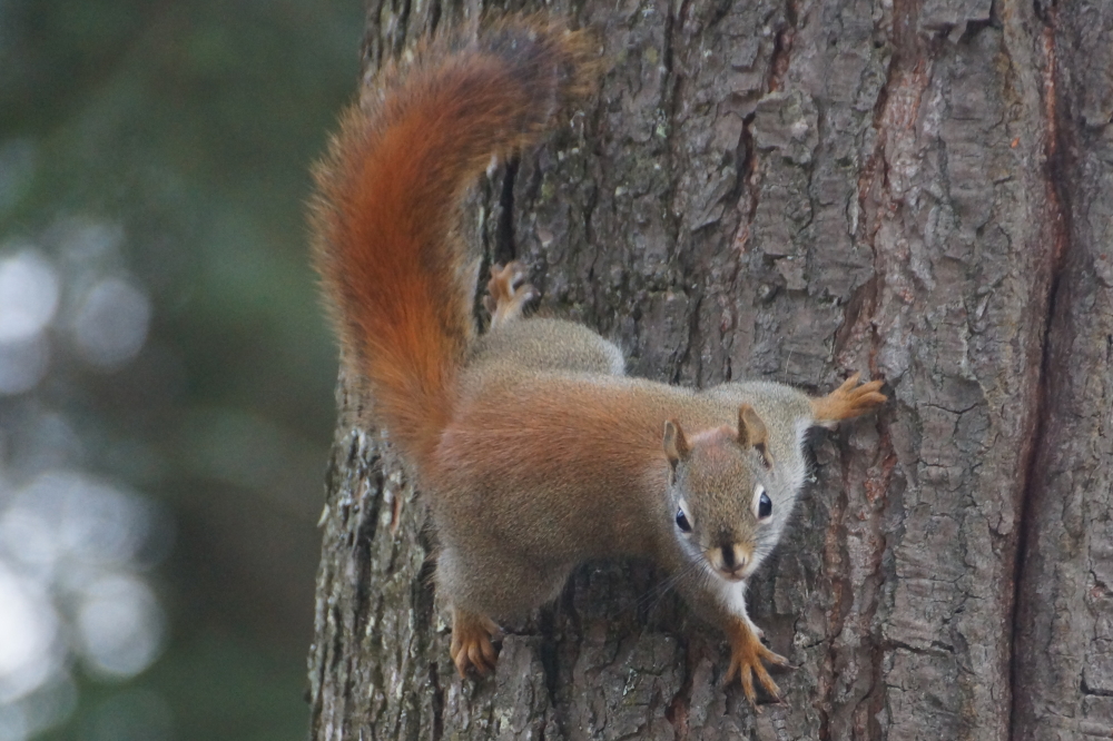 Wild life became more active during the warm. The hyper-kinetic squirrels and birds made it seem more like September rather than December.