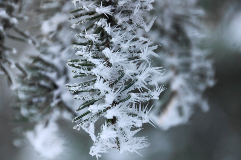 Crystals on the pines.<br>Symmetric as a fractal.<br>The shape of the cold.