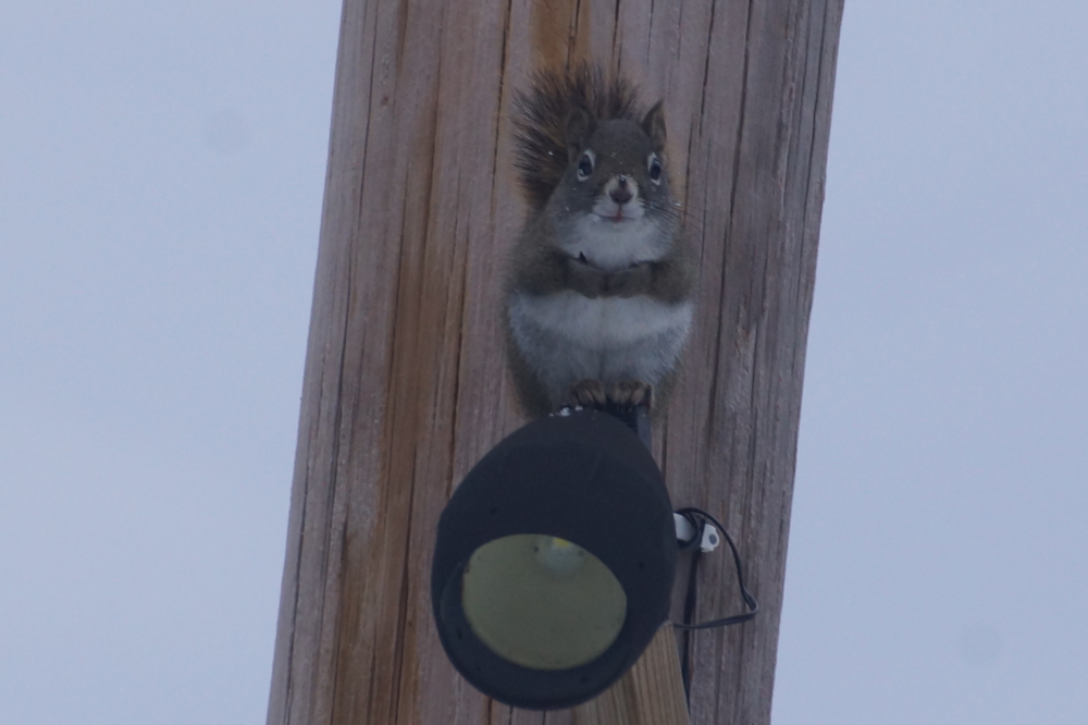 The seed feeder at the bar ran out of seeds. Shortly after that, a member of the local squirrel mafia made it known that its organization was unhappy with the state of the feeder. We apologized for the oversight. The feeder was refilled. There was no trouble (as long as it doesn't happen again).