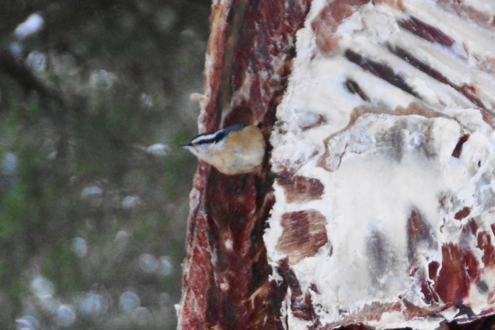 The deer shaped suet feeder is growing in popularity among the small feathered set.