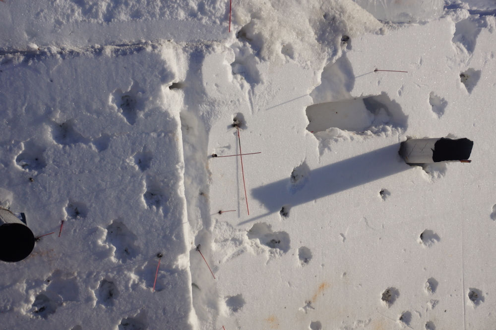Having been built after the mid-week icing event, the northern fort boasted more "Rocket Whiskers" than the southern.