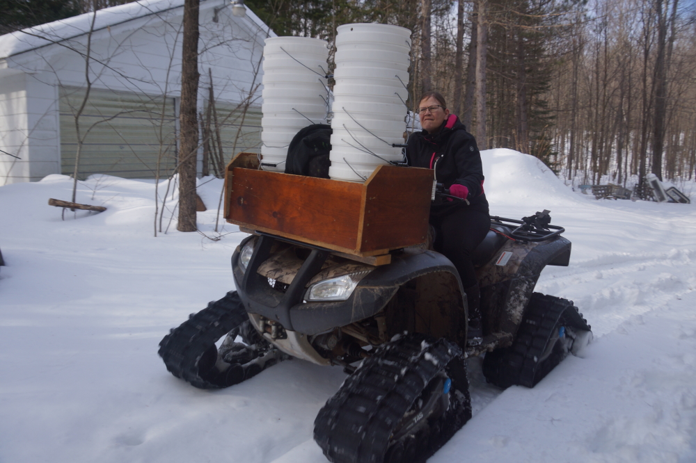 By the end of the week, it was time to join maple to spile. The ATV with the feet was loaded with buckets and pointed to the sugarbush.