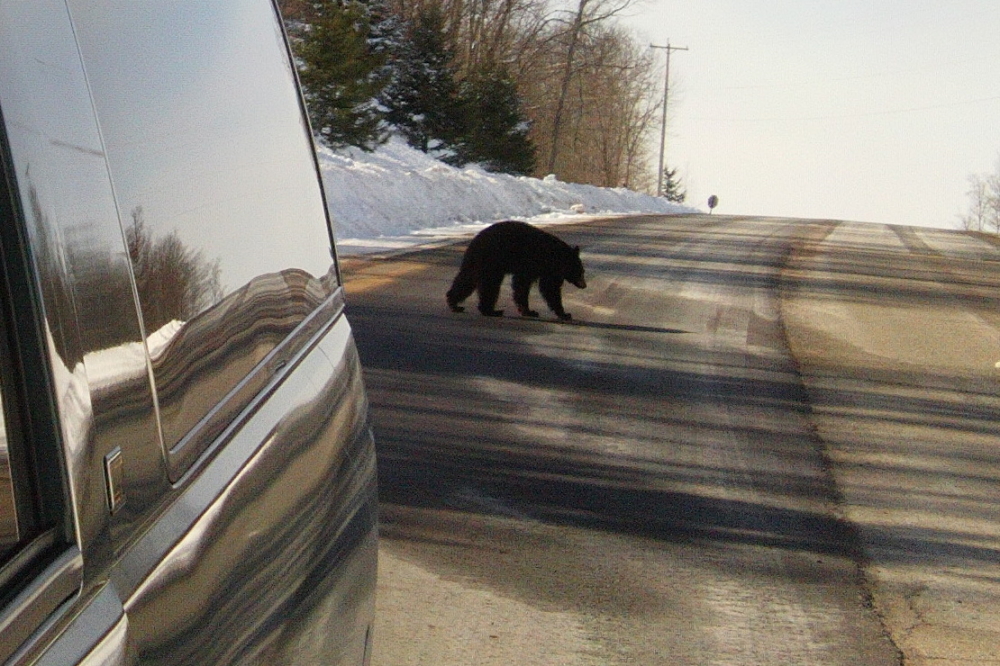 The somewhat less cold weather has pushed some early risers out of their dens and onto the roads and yards. Watch your bumpers and bird feeders.