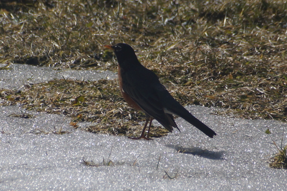 Lawns were sighted for the first time in forever.