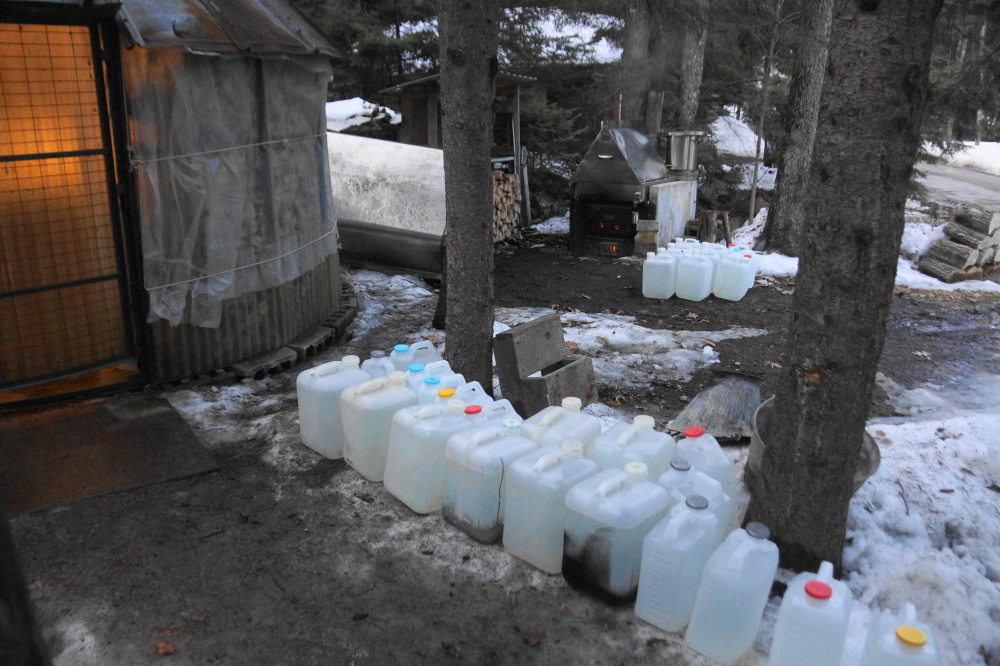 Early in the week, the maples started to flow well. The sugarmen called in the auxiliary cooker to keep up.