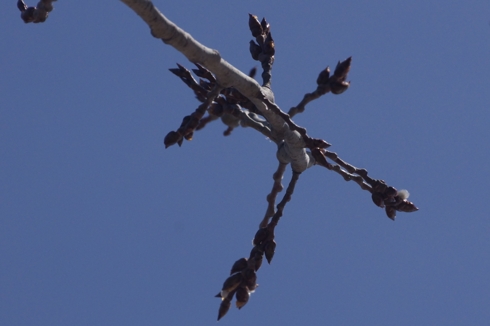 Some of the trees are budding! Not the maples though and that's a good thing. Once the maples bud, the sapping season is over.
