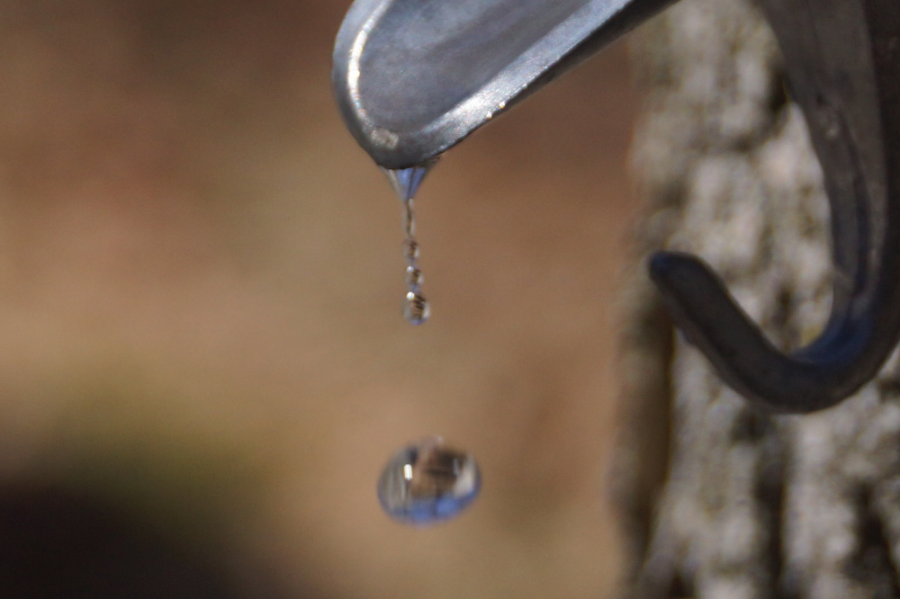 The maples continued to run, but the sugar content of the sap dropped.