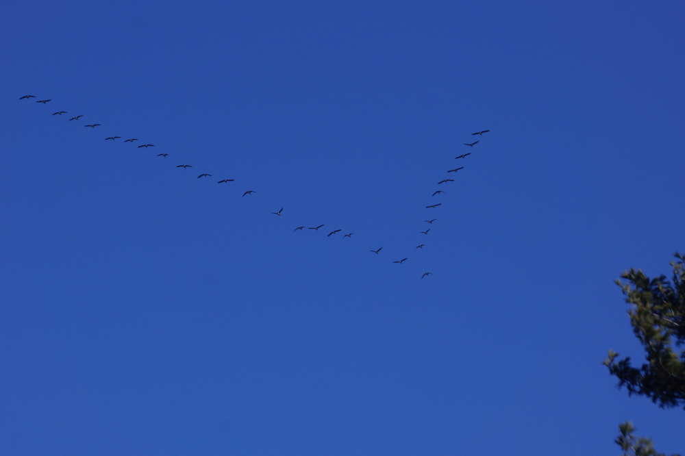 High above all that ice, there was one more sign of the end of Winter. Great Vs of honking birds were heading North all weekend.
