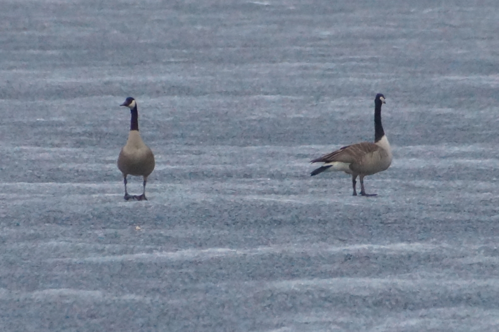 At the beginning of the week, the lake ice was thick enough to land and waddle around on. The waddlers did not seem to enjoy the hardness of the water.