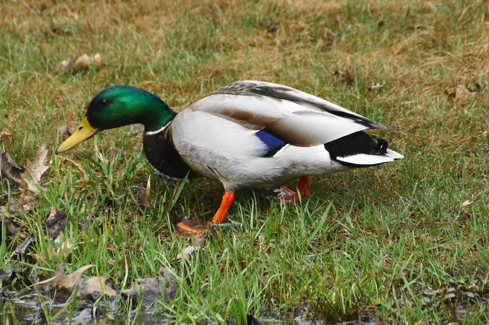 In addition to the two swimmers, the opening water has attracted many other transitory bird types. There were ducks...