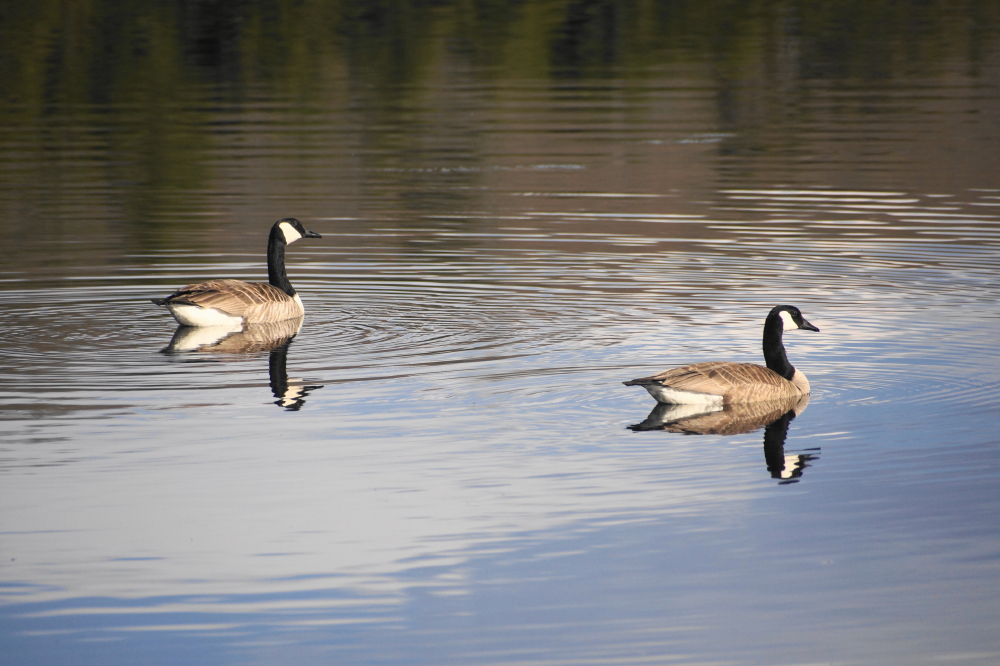 The waddlers became swimmers.