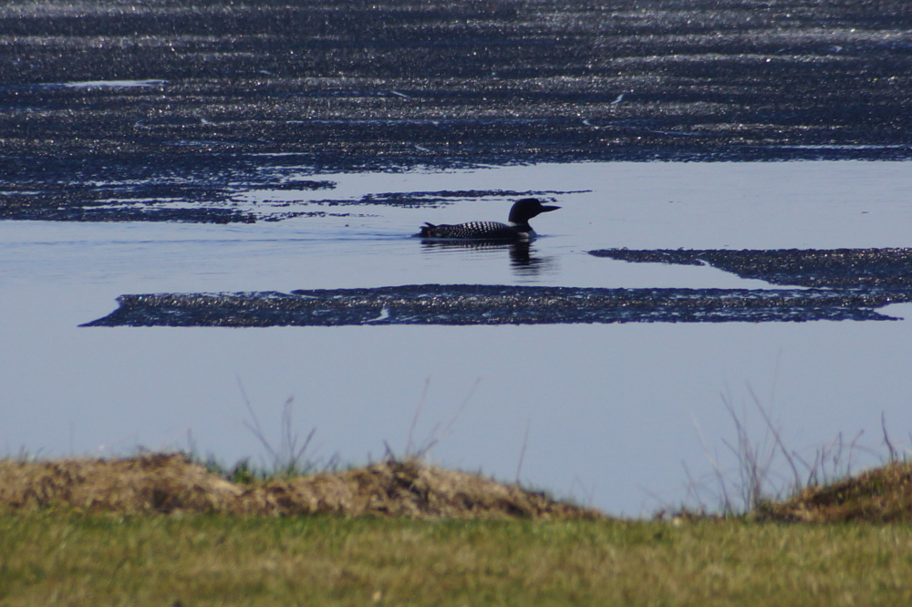 Loons, 