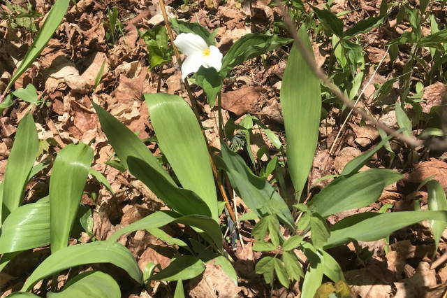In the woods, the trillium and wild leaks are up. Huzzah!