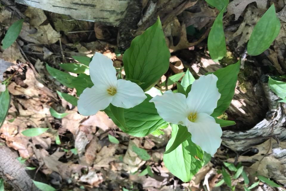 The trillium are up and will be plentiful for the next week or so.