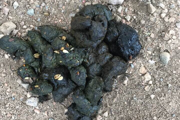 In other dark, amorphous material events, bird seed infused bear poop was discovered on Knott Lane.