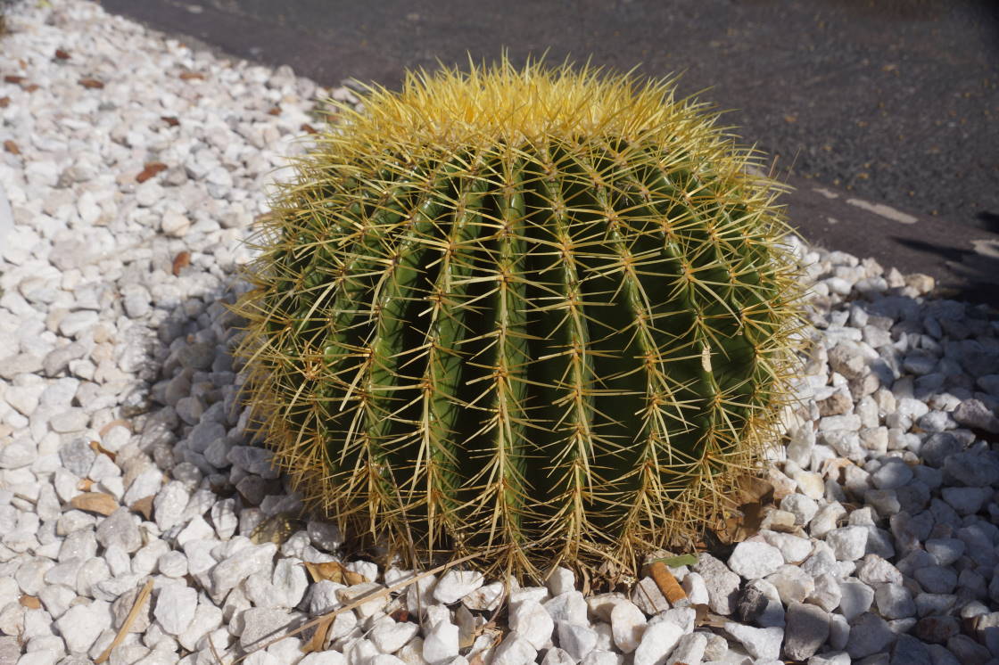The outdoor plants in these parts tend to be less flower and more spike.