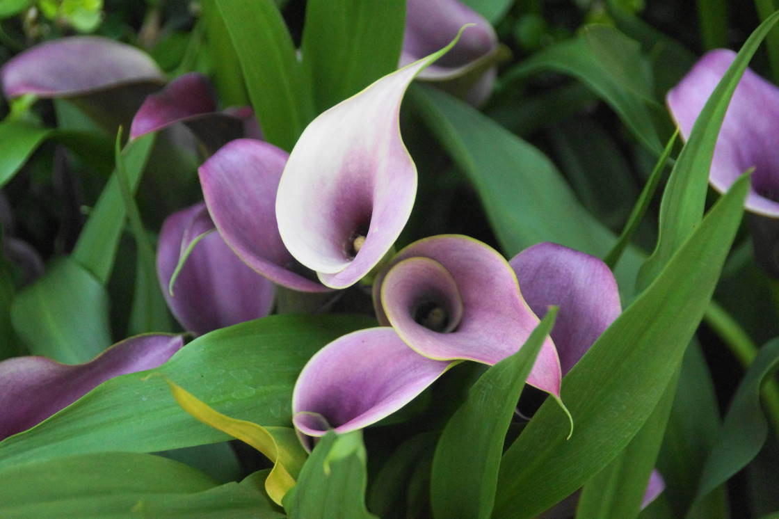 The flowers here are also about, but are much more arboretum-y.